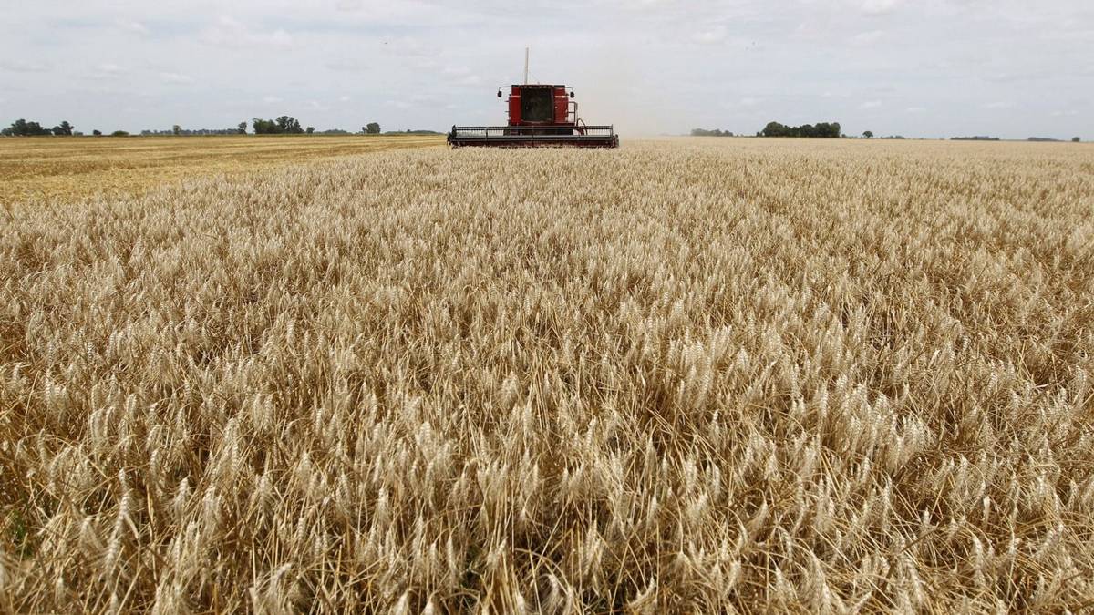 Especialistas advierten que la eliminación de límites a la compra de tierras aumentaría precios y concentración extranjera