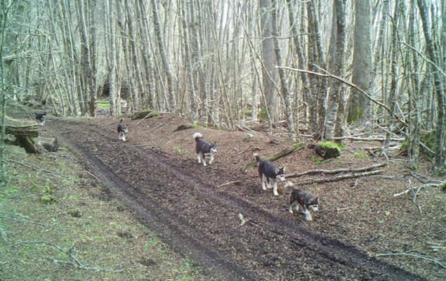 El Parque Karukinka incorpora estrategias contra perros sin supervisión para proteger la biodiversidad