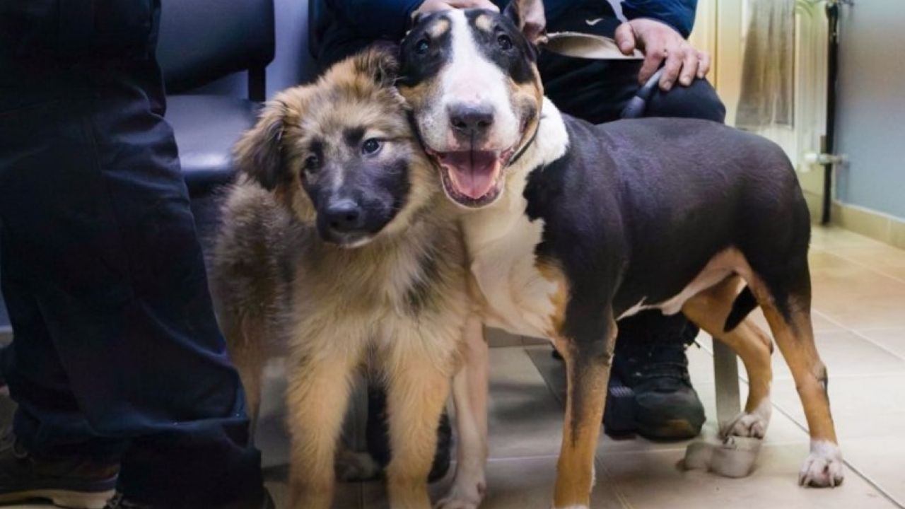 Río Grande mantiene abierta la agenda para castración gratuita de mascotas