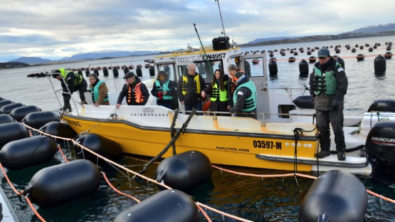 Tierra del Fuego apunta a producir hasta 1.500 toneladas anuales de mejillones