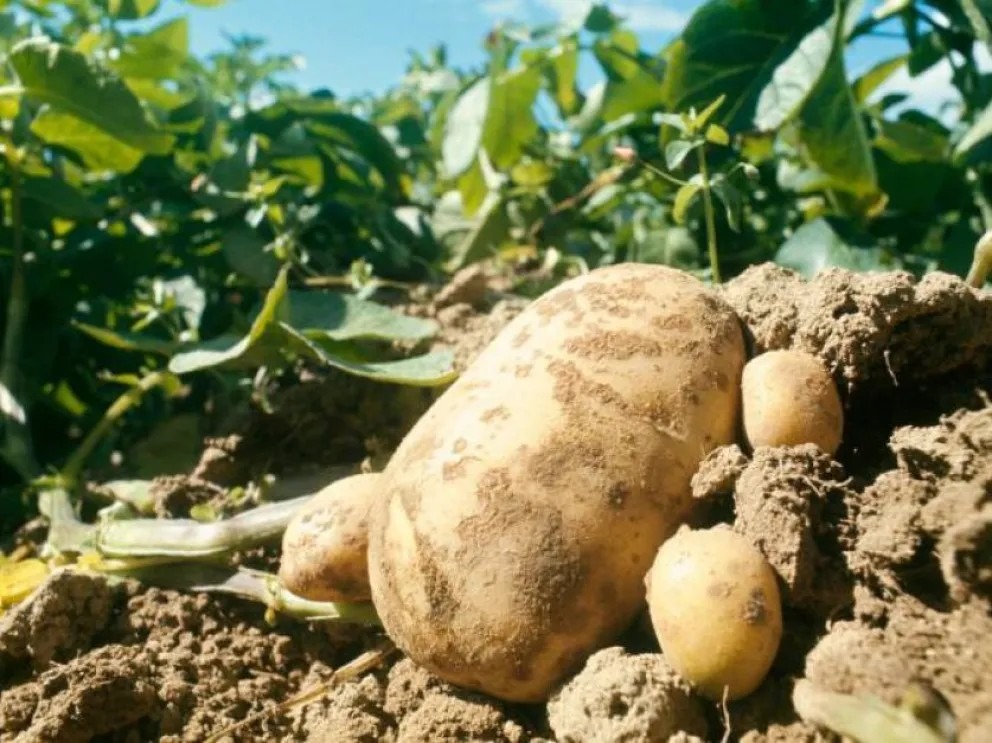 El INTA presentó la primera papa editada genéticamente de Argentina que no se oxida