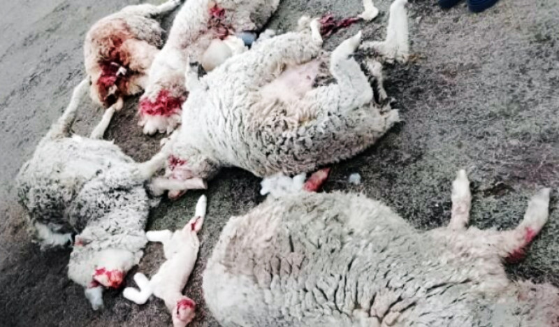 Pequeños ganaderos amenazan con tirar animales muertos en la municipalidad de Porvenir por ataques de perros