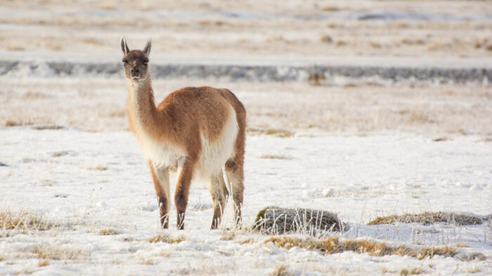 La población de guanacos en Tierra del Fuego chilena podría alcanzar las 240 mil unidades