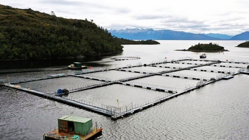 La cosecha de salmón en Magallanes con drástica caída