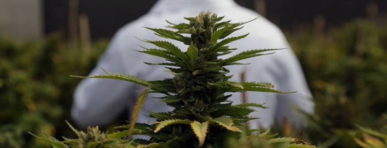 Buscan ocho cultivadores de cannabis medicinal en la provincia