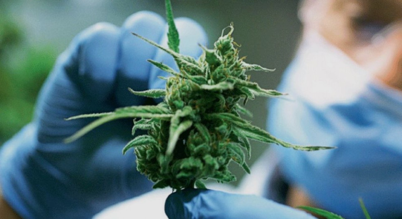 Tierra del Fuego desarrollará su propio protocolo de cannabis medicinal