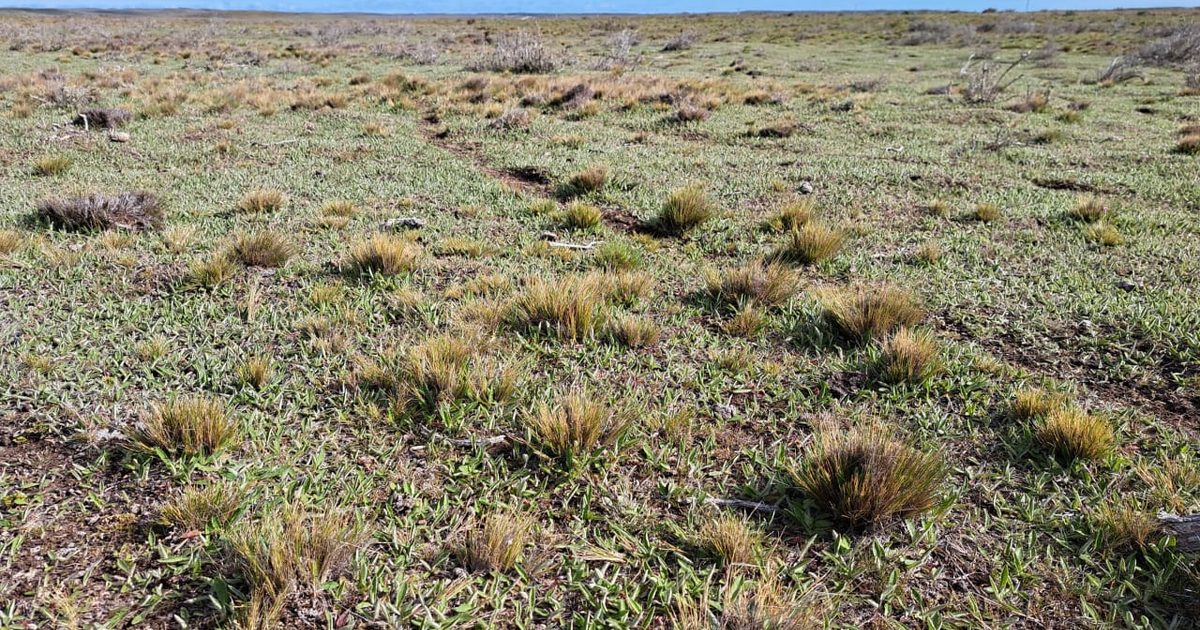 Argentina y Chile avanzan en estrategia conjunta contra maleza dañina que amenaza a Tierra del Fuego